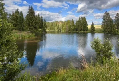 Shrubbery and tress overlooking the lake